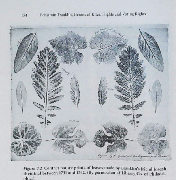 Ferns and plants